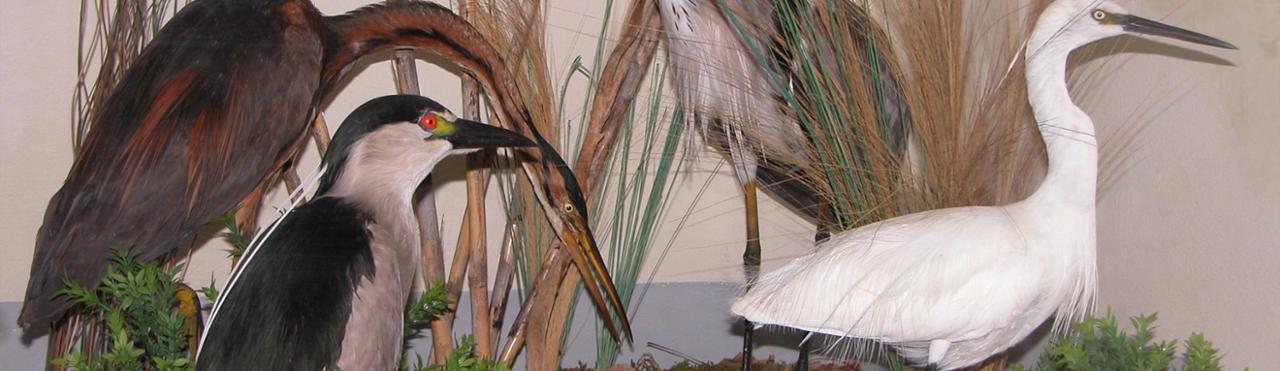 NATURKUNDEMUSEUM DES FLUSSES PO – MUSEO NATURALISTICO DEL FIUME PO - REVELLO